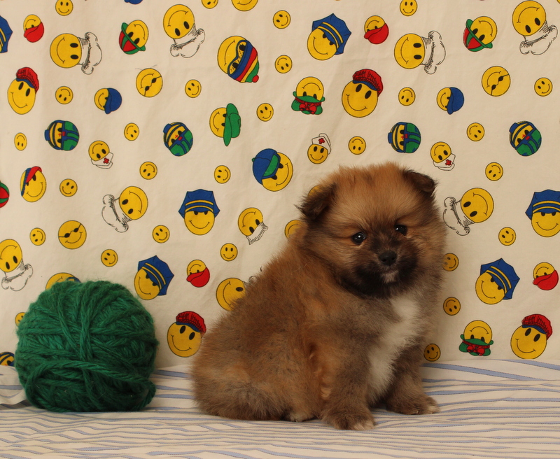 puppy, for, sale, Pomeranian, Matthew B. Stoltzfus, dog, breeder, Gap, PA, dog-breeder, puppy-for-sale, forsale, nearby, find, puppyfind, locator, puppylocator, aca